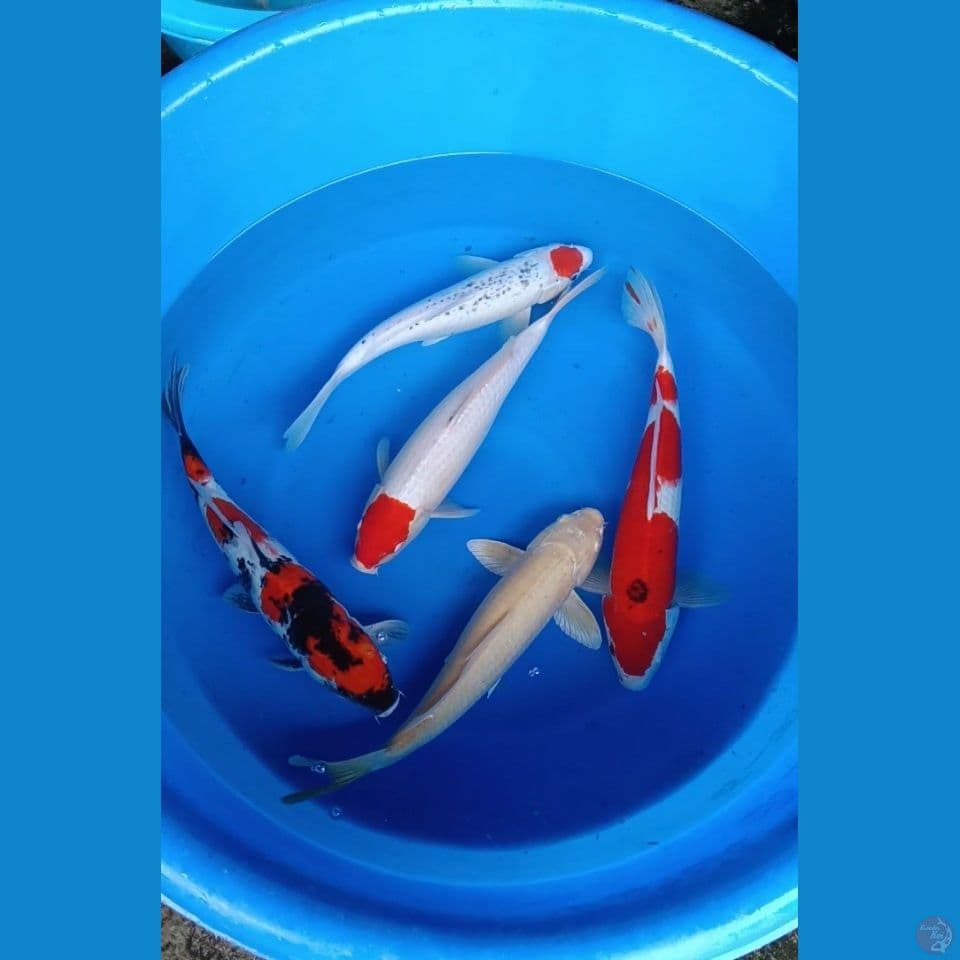 mix 5 ekor 37-40cm