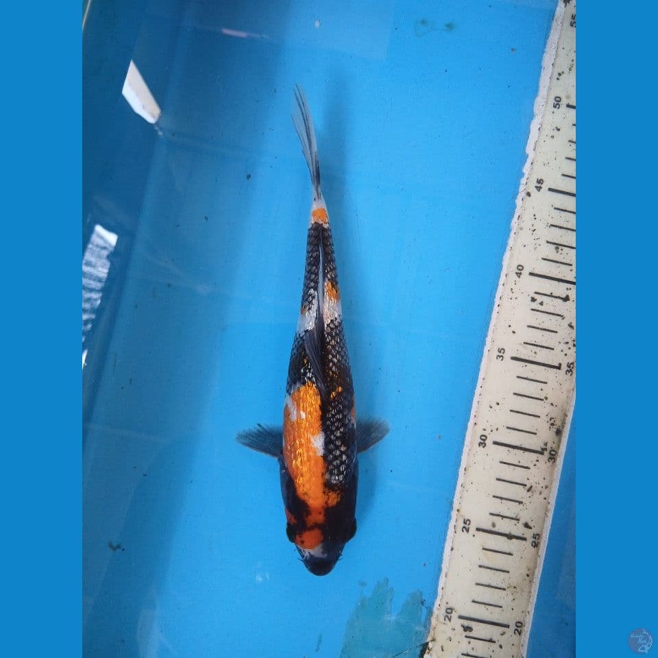 showa ginrn 25cm