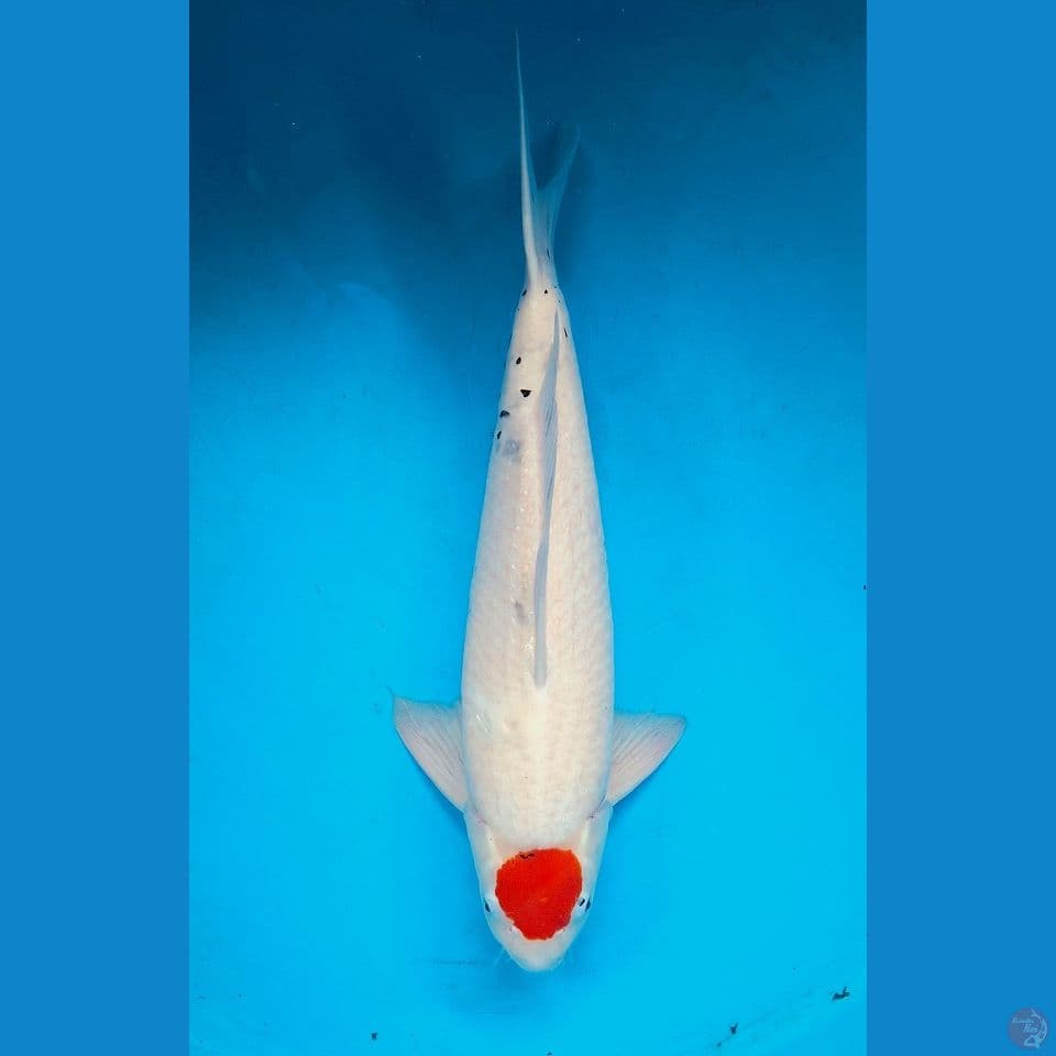 58cm Tancho showa tategoi Male