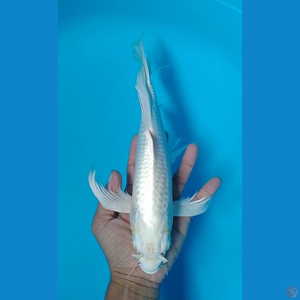 platinum ogon sleyer 31cm