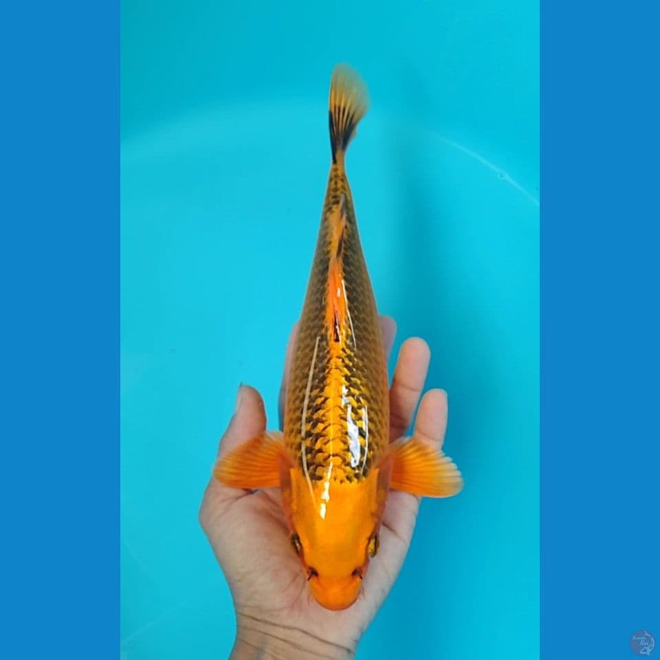 kin matshuba 28 cm