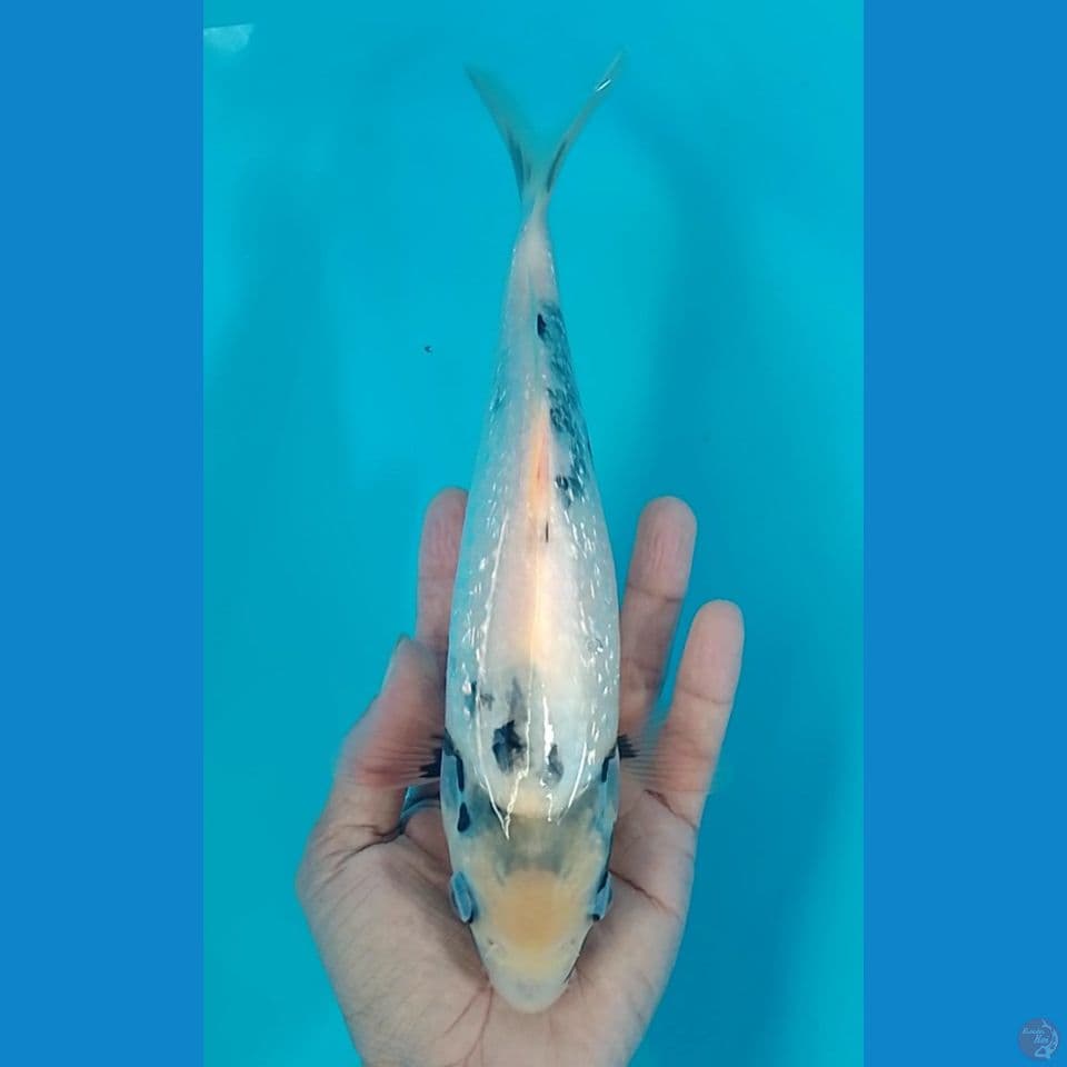 shiro gindrin 25cm.m