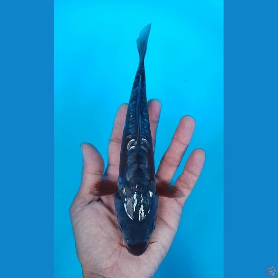 ochiba aragoke 22cm