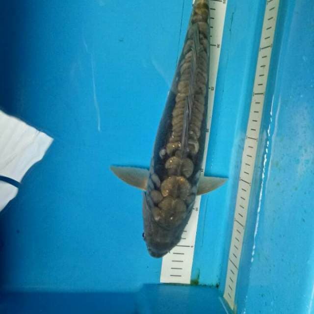 Aragoke 38 cm