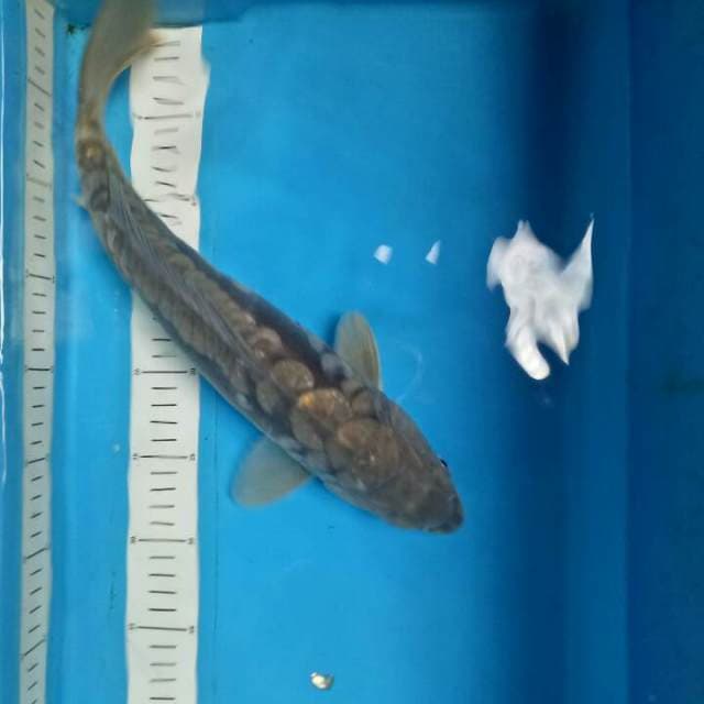 Aragoke 38 cm
