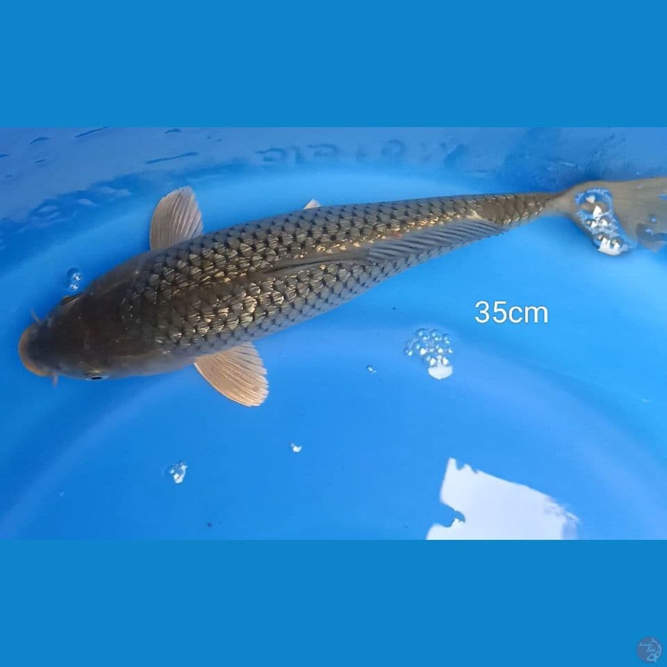 CHAGOI IJO 35CM