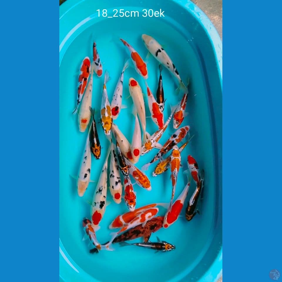 ciamik 18_25cm 30ek