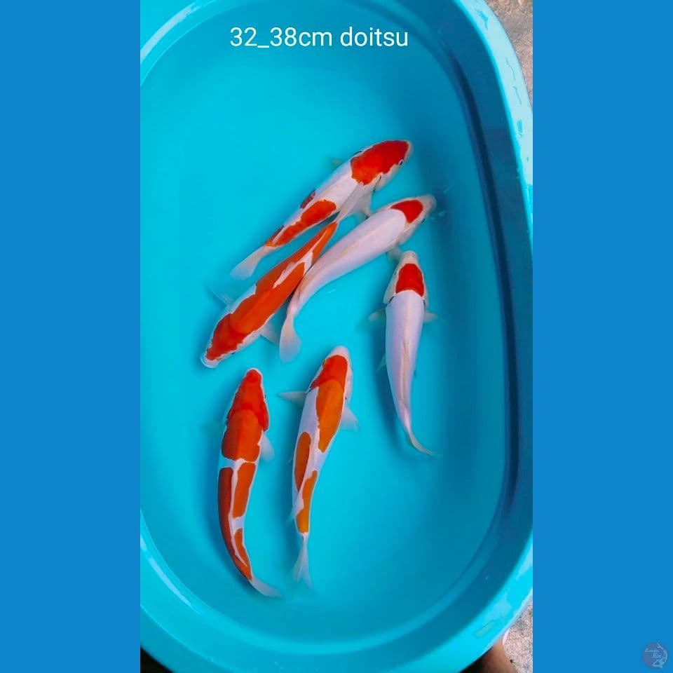 pure doit 32_38cm