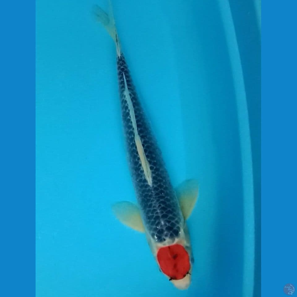 tancho goshiki