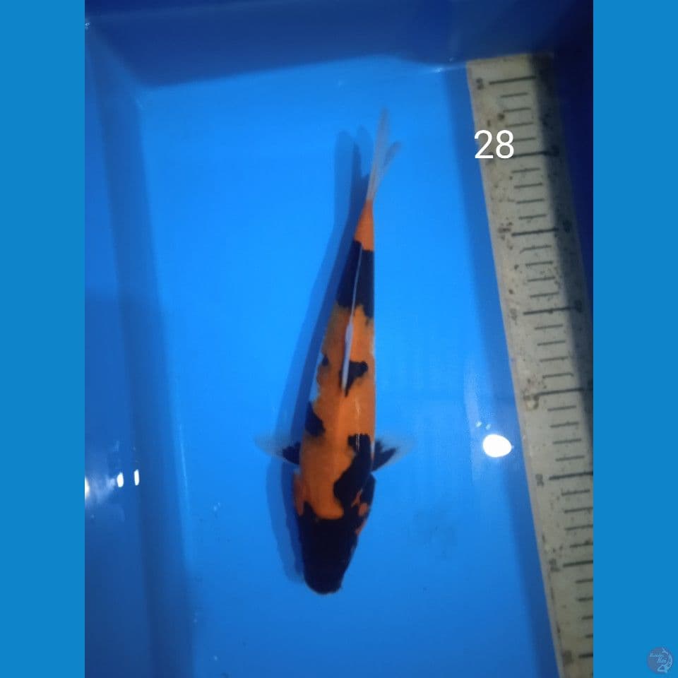 showa 28cm