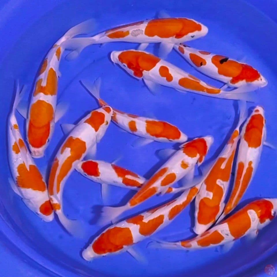 pure kohaku 25_33cm 13ek