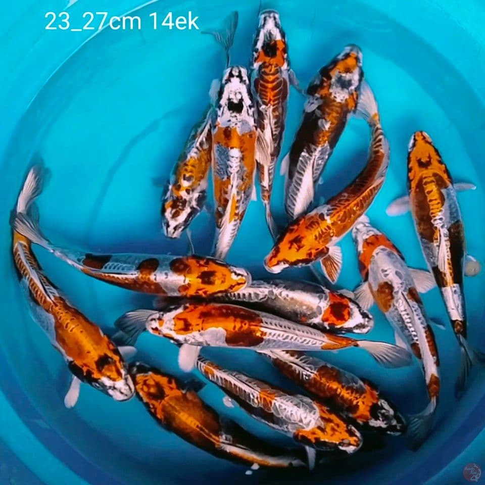 benikiko sq 23_27cm 14ek