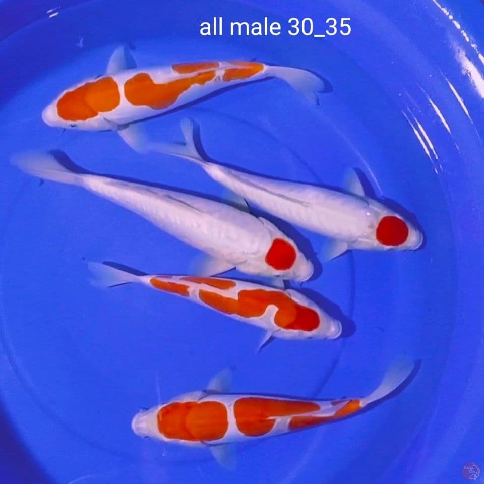 all male 30_35cm
