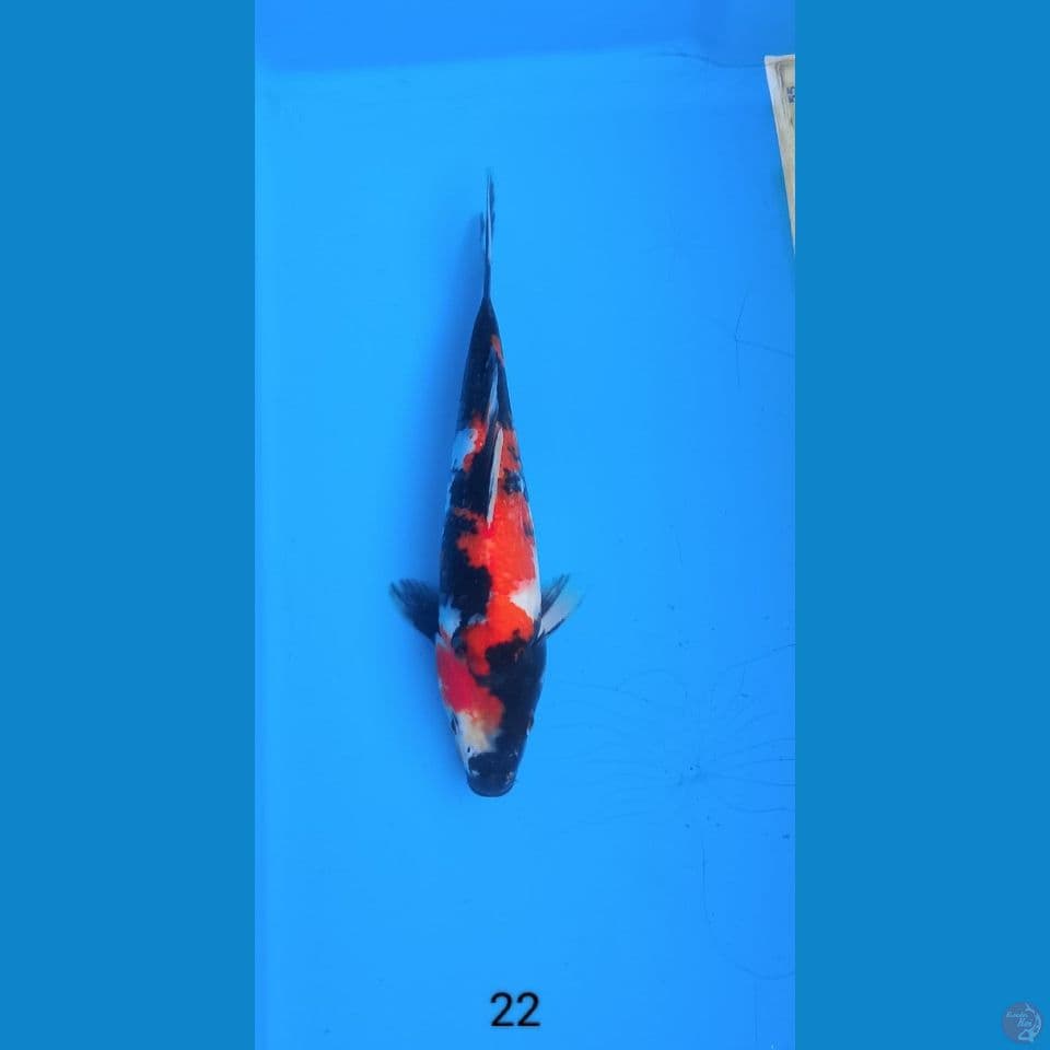 showa 22cm