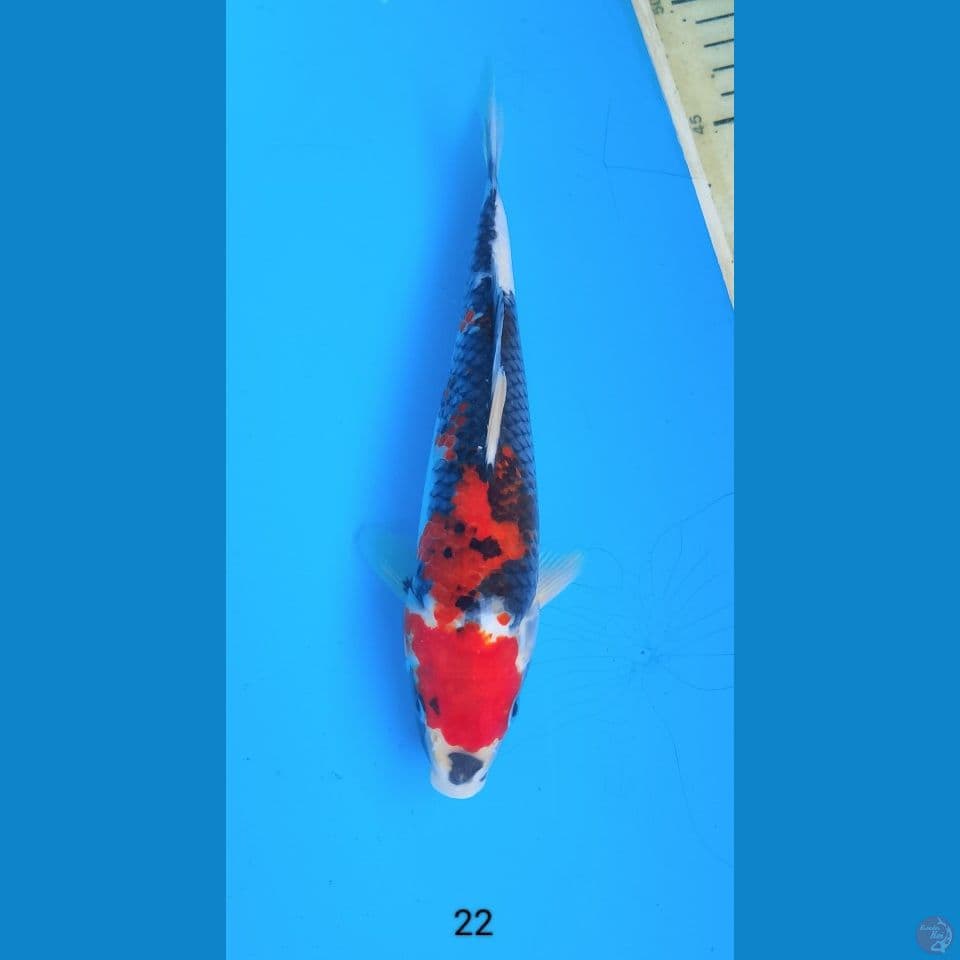 showa 22cm