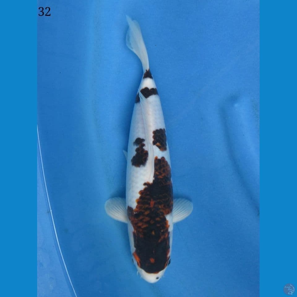 32cm - Goromo Juara