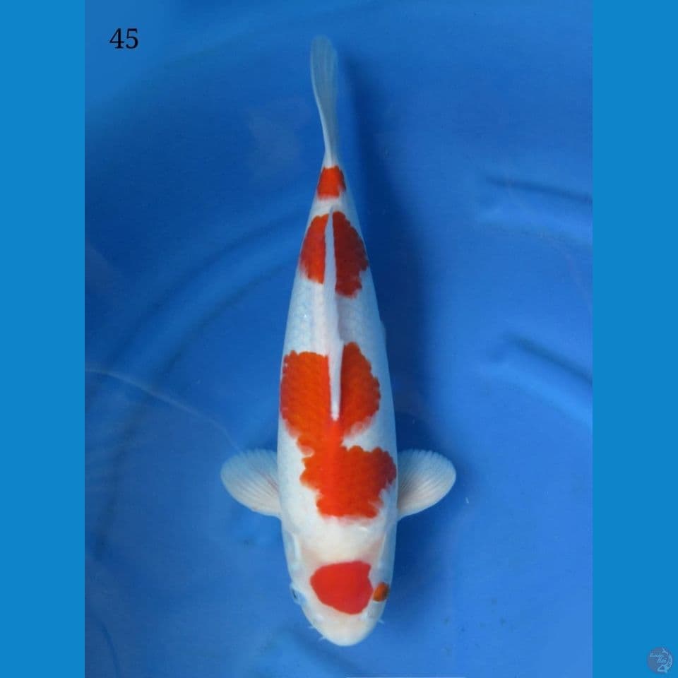 45cm male - Red kohaku