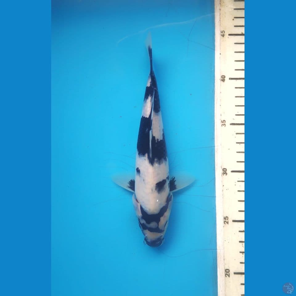 shiro, 21cm