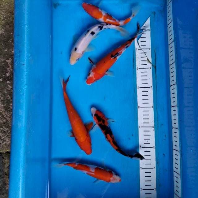 Paket mix 6 ekor