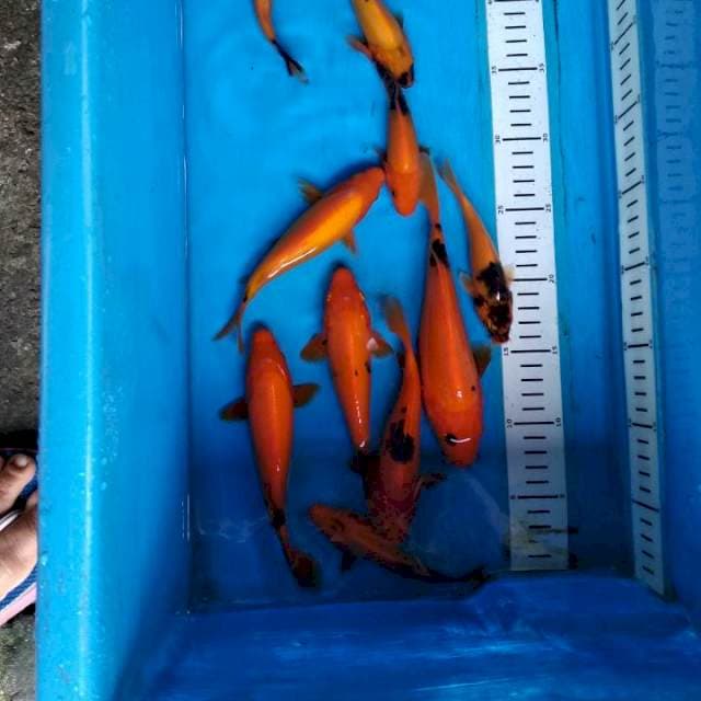 Paket kawari 10ekor