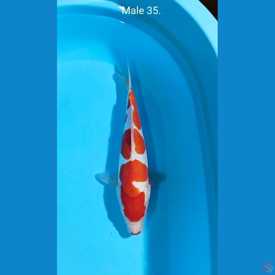pure doitsu kohaku ori male 35cm