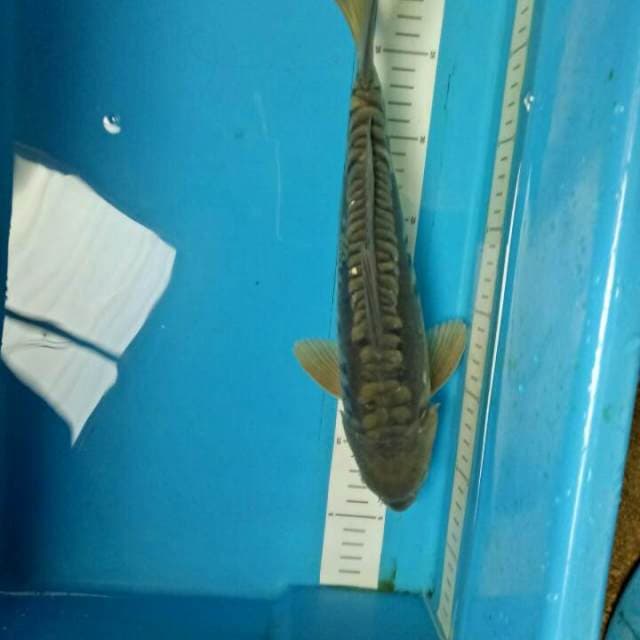 Aragoke 34 cm