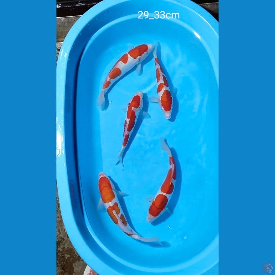 kohaku sq 39_33cm