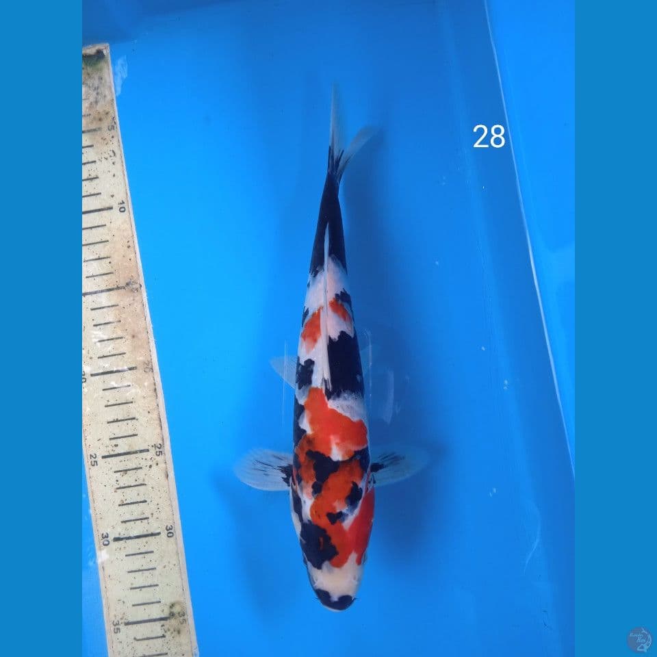 showa 28cm