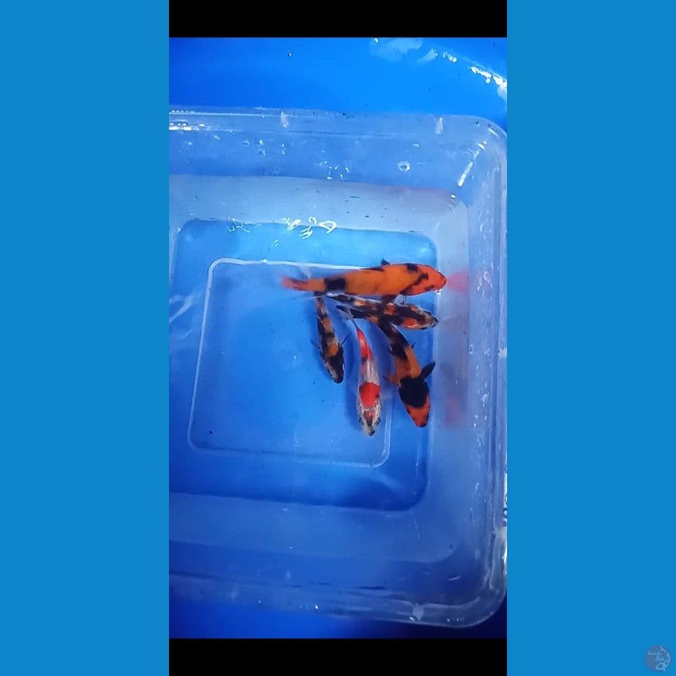 mix 5ekor 8,10cm