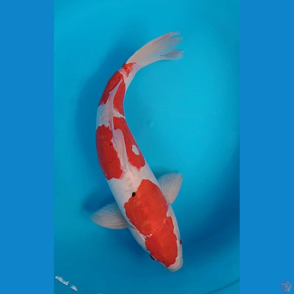 sanke doitsu 51cm