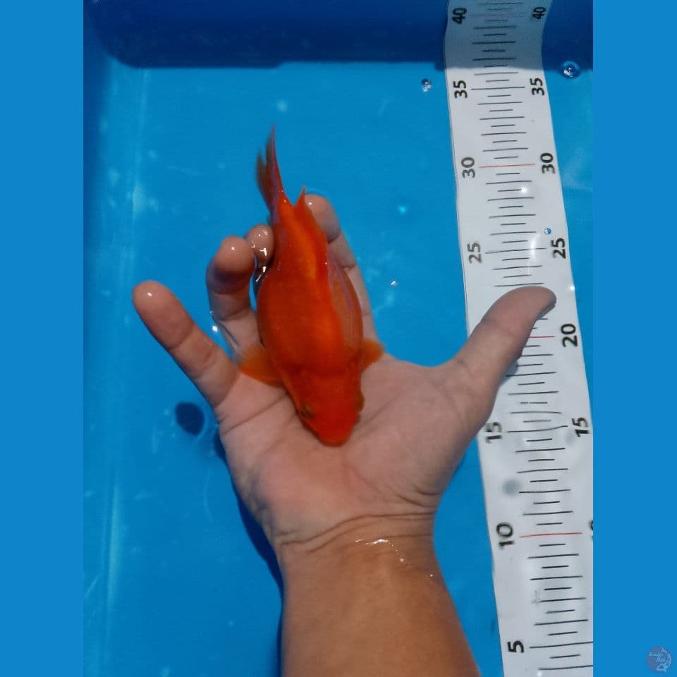 tamasaba 14 cm