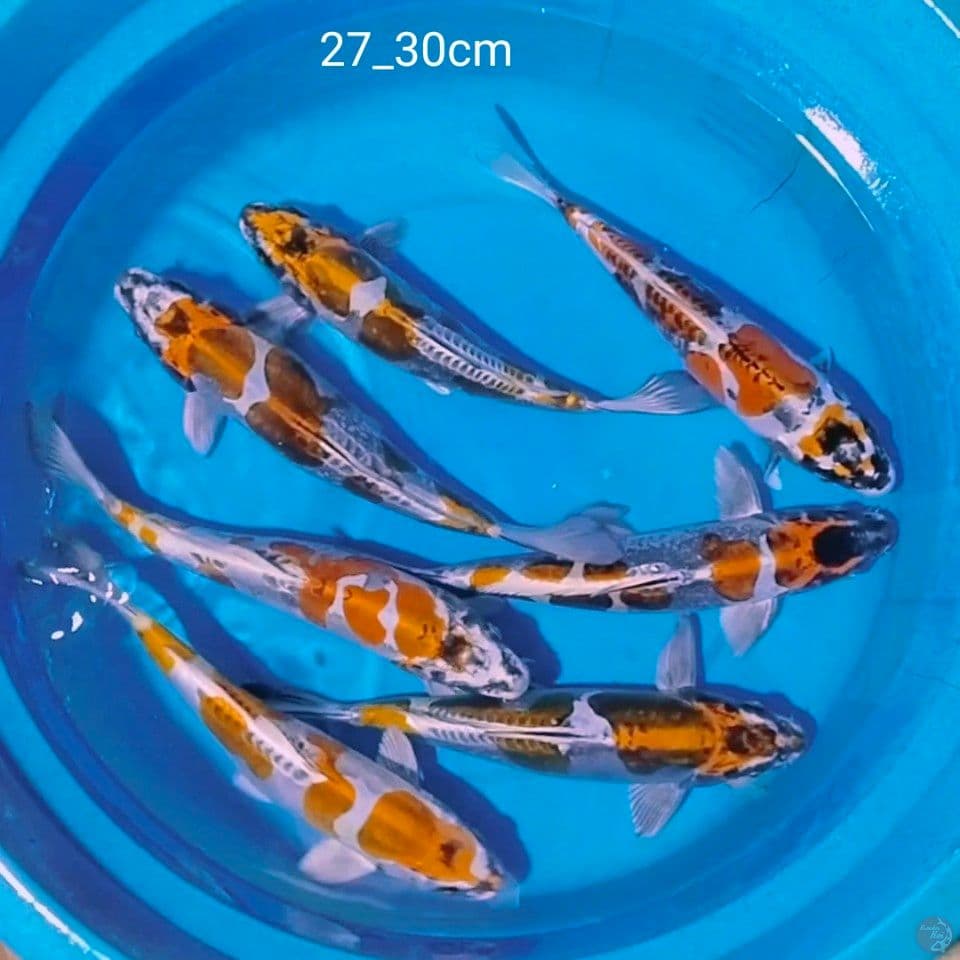 best kikokuryu 27_30cm dominan jantan.