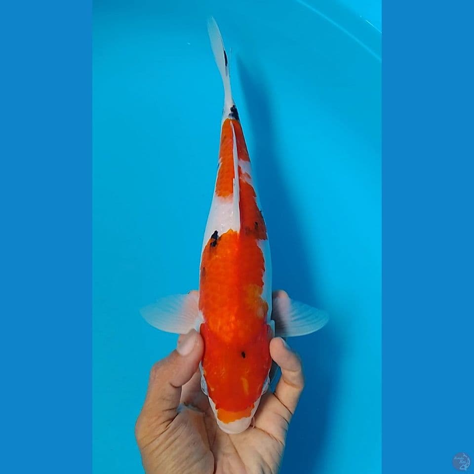 sanke 30cm