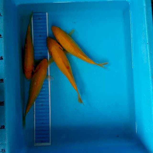 Karashi
