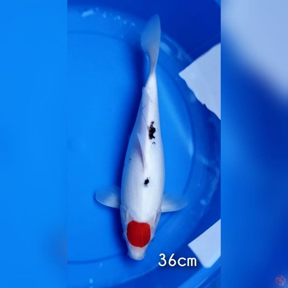 tancho sanke 36cm