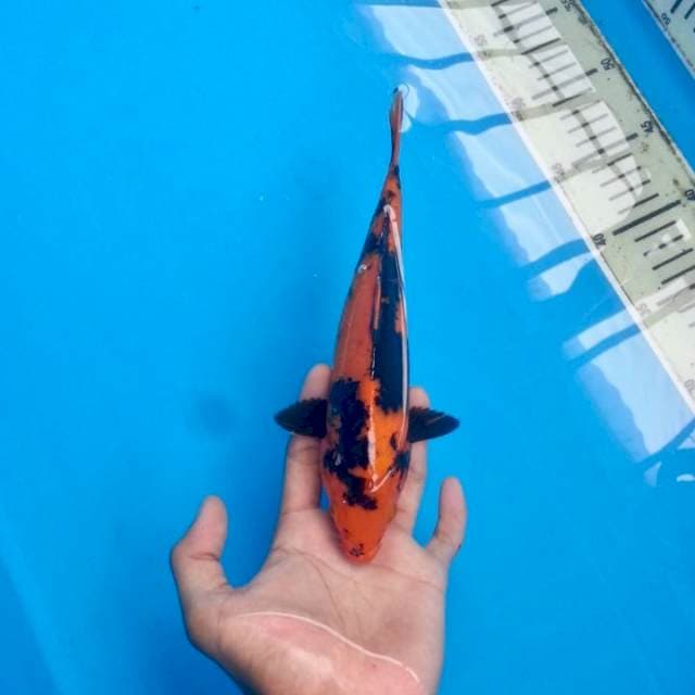Utsuri Tembus Perut Juoss