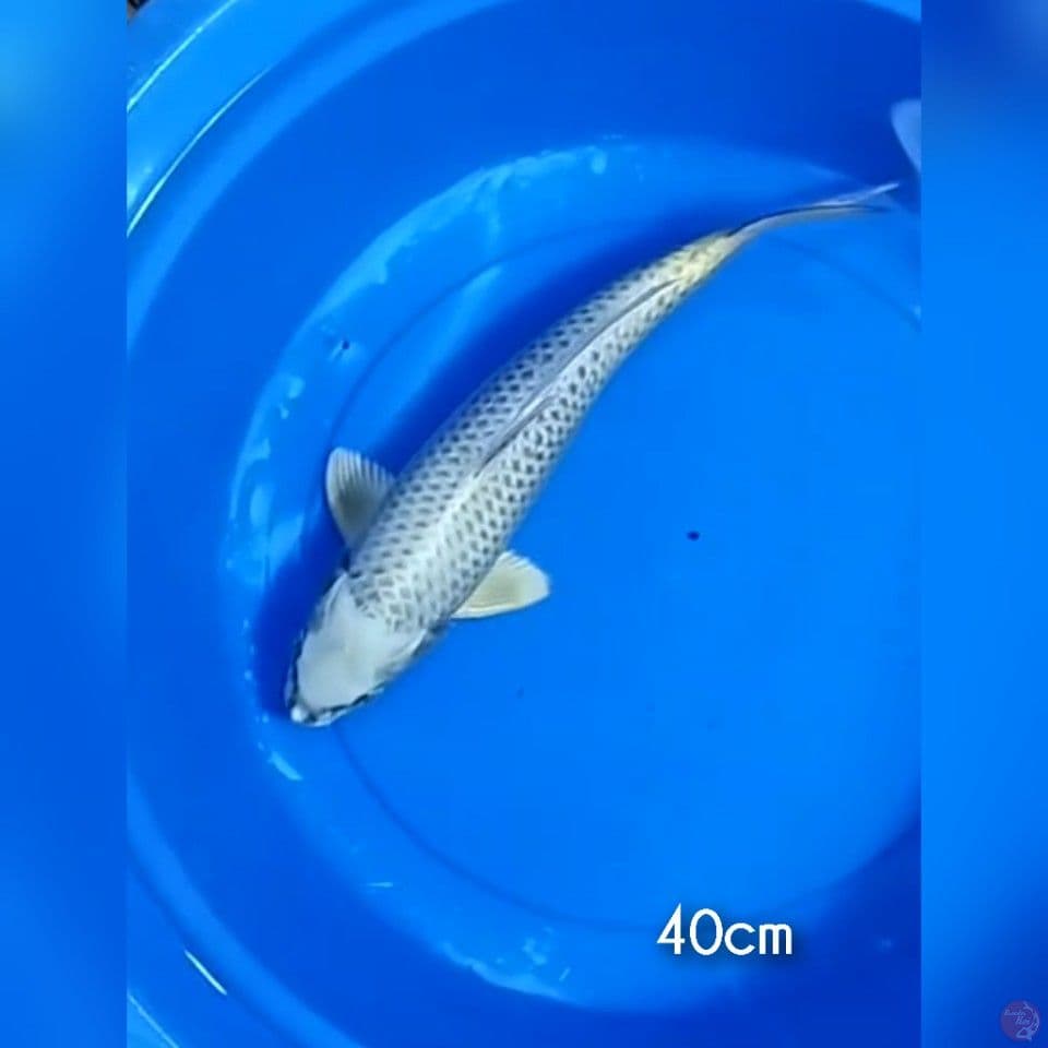 matsuba 40cm