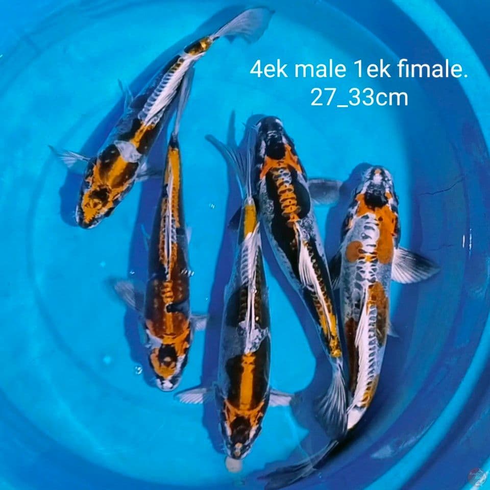sq kikokuryu 1fimale 4male 27_33cm