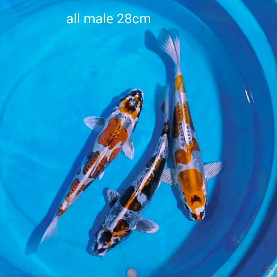 sq kikokuryu all male 28cm
