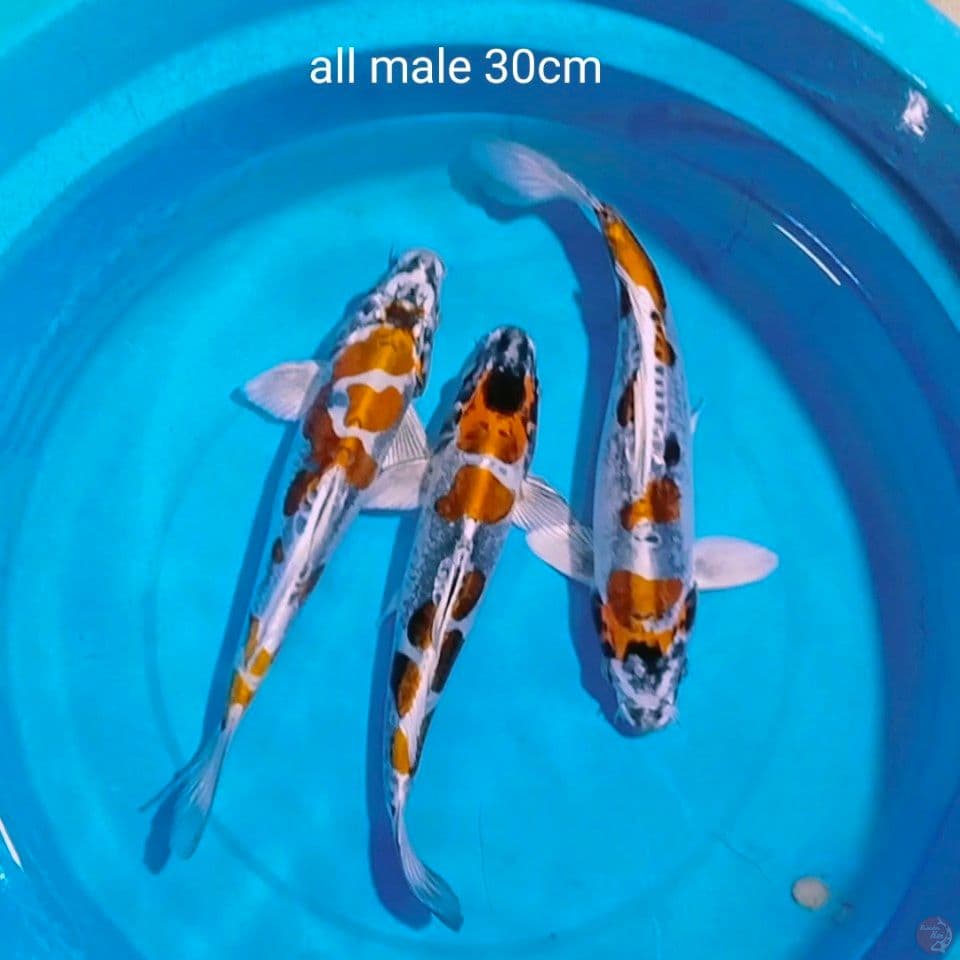 sq kikokuryu all male 30cm
