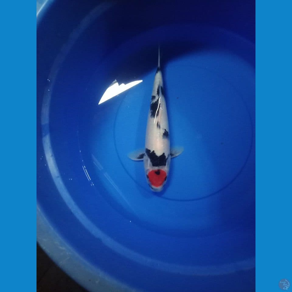 tc showa 38cm