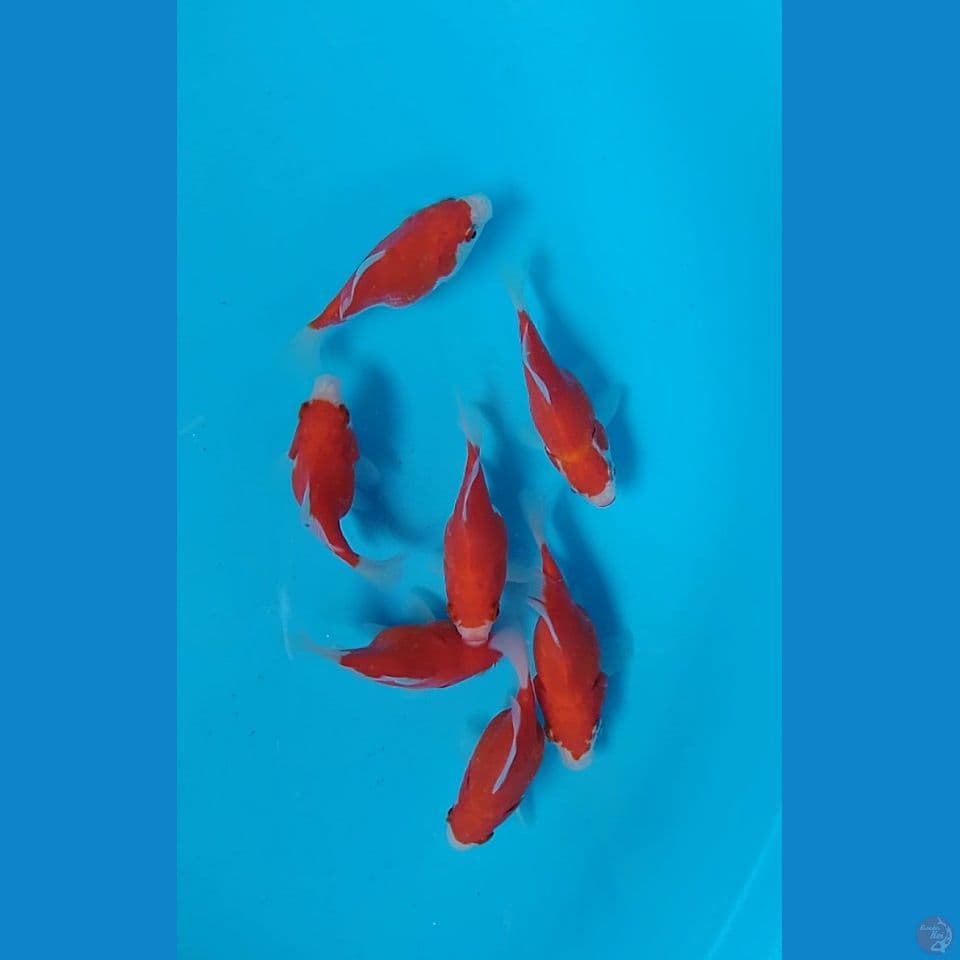 tamasaba sodtail : 10cm