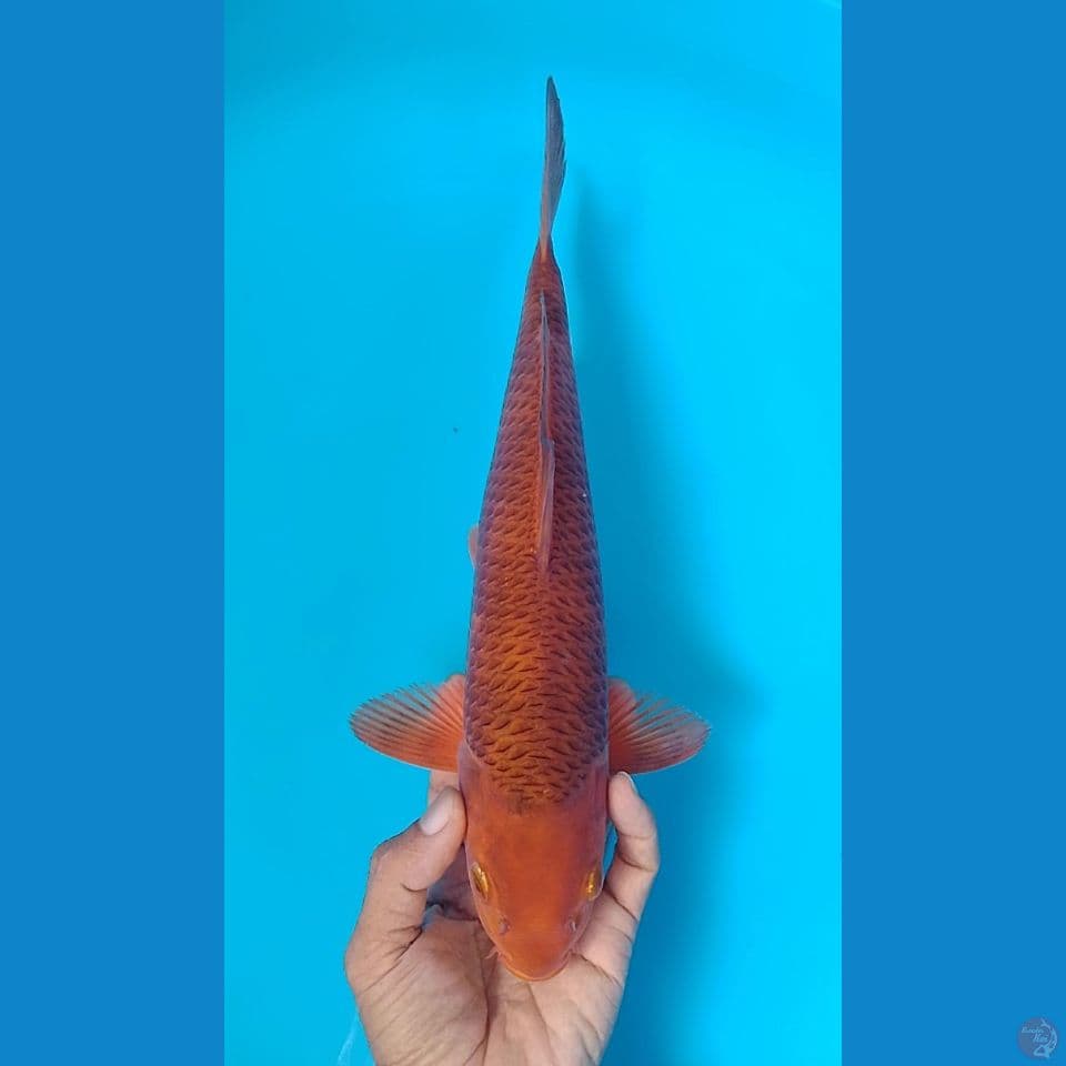 karamel 32cm.m
