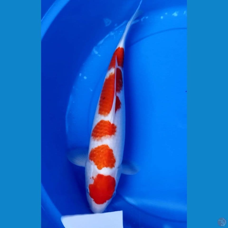 origonal 37cm