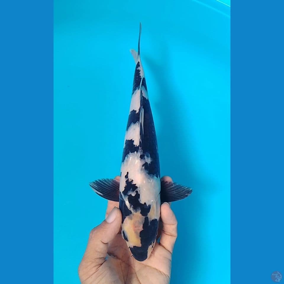 shiro hitam pekat : 27cm