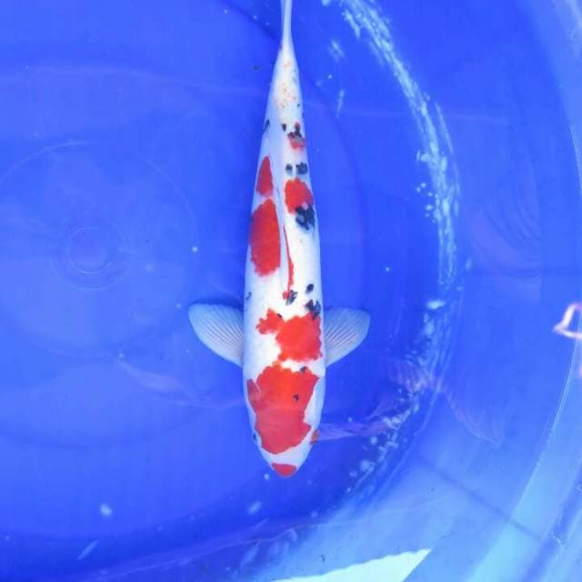 Sanke F1 Putih Salju Male - 37cm
