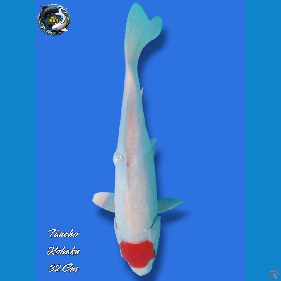 Tancho Kohaku
