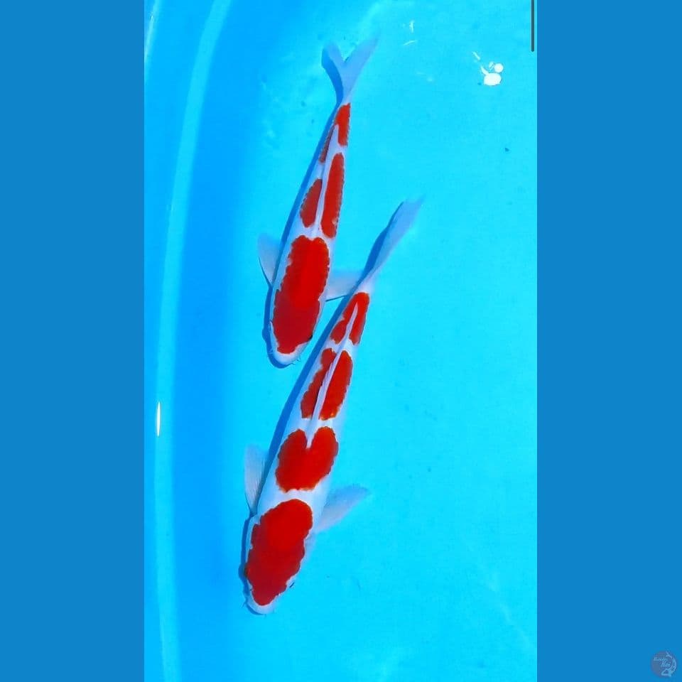 kohanu~