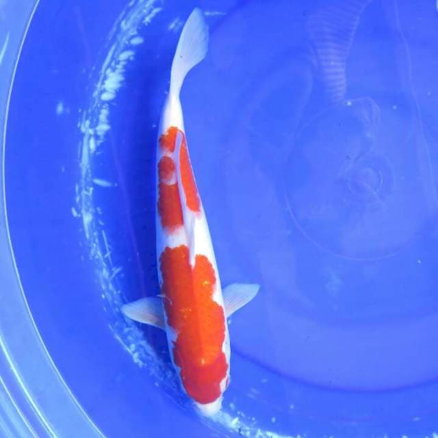 Kohaku Nidan F1 Female - 36cm
