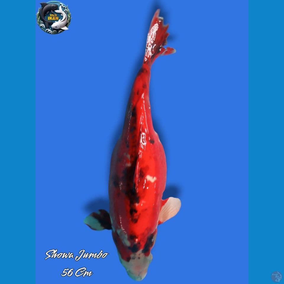 Showa Jumbo